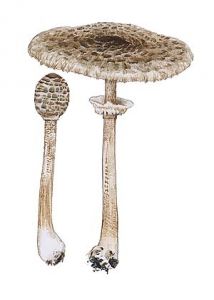 Macrolepiota procera (Scop.: Fr.) Singer attēls