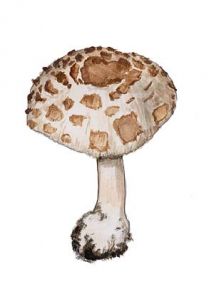 Macrolepiota rhacodes  var. bohemica (Wich.) Bell. & Lanzoni attēls