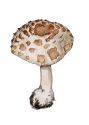 Macrolepiota rhacodes  var. bohemica (Wich.) Bell. & Lanzoni attēls