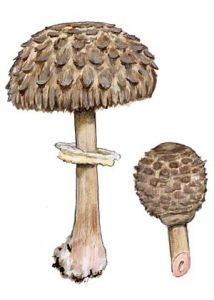 Macrolepiota rhacodes (Vittad.) Singer attēls