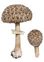 Macrolepiota rhacodes (Vittad.) Singer attēls