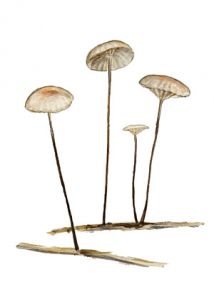 Marasmius androsaceus (L.: Fr.) Fr. attēls