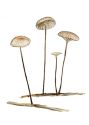 Marasmius androsaceus (L.: Fr.) Fr. attēls