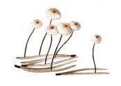 Marasmius bulliardii Quél. attēls