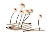 Marasmius bulliardii Quél. attēls