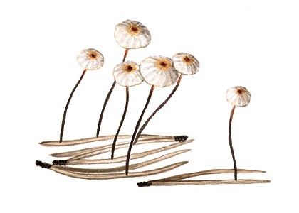 Marasmius bulliardii Quél. attēls