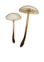 Marasmius cohaerens (Pers.: Fr.) Cooke & Quél. attēls