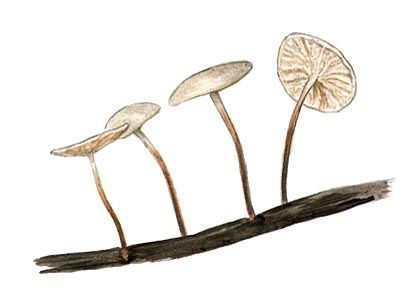 Marasmius epiphyllus (Pers.: Fr.) Fr. attēls