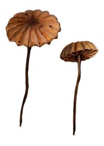 Marasmius graminum (Libert) Berk. attēls