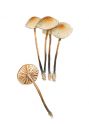 Marasmius lupuletorum (Weinm.) Bres. attēls