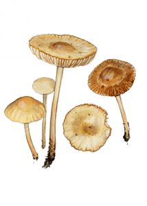 Marasmius oreades (Bolton: Fr.) Fr. attēls