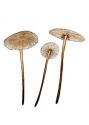 Marasmius prasiosmus (Fr.: Fr.) Fr. attēls