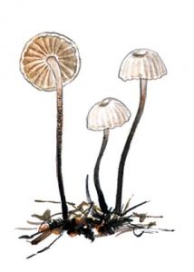 Marasmius rotula (Scop.:Fr.) Fr. attēls