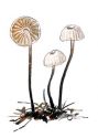 Marasmius rotula (Scop.:Fr.) Fr. attēls