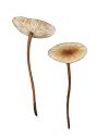 Marasmius scorodonius (Fr.: Fr.) Fr. attēls