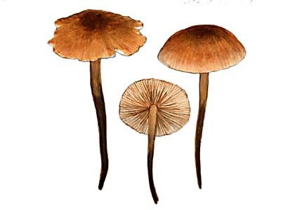 Marasmius spec. attēls