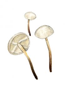 Marasmius tremulae Velen attēls