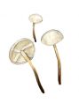 Marasmius tremulae Velen attēls