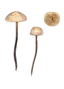 Marasmius undatus attēls