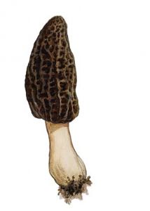 Morchella conica Pers.: Fr. attēls