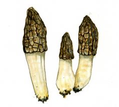 augstais lāčpurns attēls