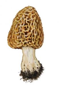 Morchella esculenta Pers.: Fr. attēls