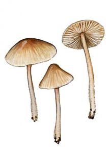 Mycena abramsii (Murill) Murill attēls