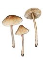 Mycena abramsii (Murill) Murill attēls