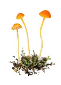 Mycena acicula (Schaeff.) P. Kumm. attēls