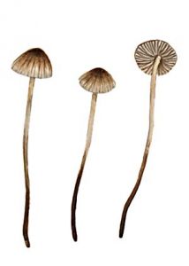 Mycena aetitis (Fr.) Quél. attēls