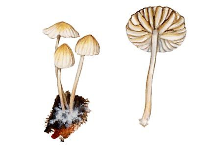 Mycena alba (Bres.) Kühner attēls