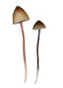 Mycena amicta (Fr.) Quél. attēls