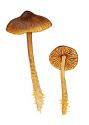 Mycena aurantiomarginata (Fr.) Quél. attēls