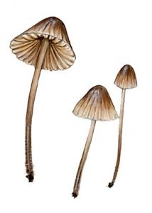 Mycena capillaripes Peck attēls