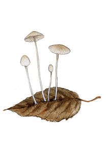 Mycena capillaris (Schum.: Fr.) P. Kumm. attēls