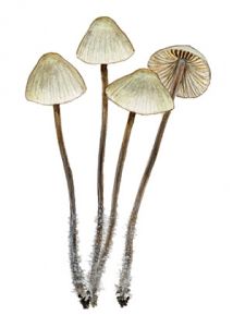 Mycena chlorantha (Fr.: Fr.) P. Kumm. attēls