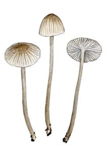 Mycena cinerella P. Karst. attēls