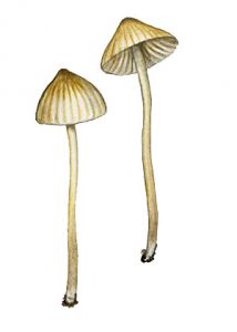 Mycena citrinomarginata Gillet. attēls