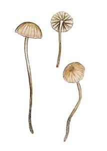 Mycena clavicularis (Fr.) Gillet attēls