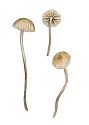 Mycena clavicularis (Fr.) Gillet attēls