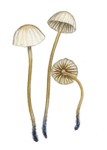 Mycena cyanipes Godey attēls