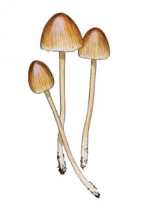 Mycena epipterygia (Scop.: Fr.) Gray attēls