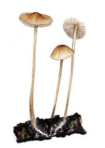 Mycena filopes (Bull.: Fr.) P. Kumm. attēls