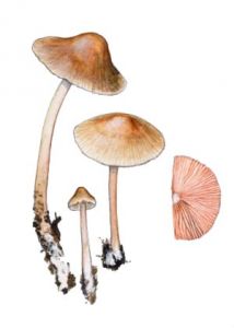 Mycena galericulata (Scop.: Fr.) Gray attēls