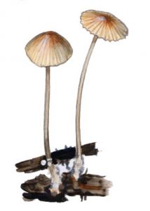 Mycena galopus (Pers.: Fr.) P. Kumm. attēls