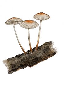 Mycena hiemalis (Retz.) Quél. attēls