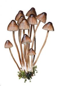 Mycena inclinata (Fr.) Quél. attēls