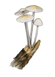 Mycena laevigata (Lasch: Fr.) Quél. attēls