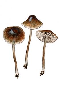 Mycena latifolia (Peck) A. H. Sm. attēls