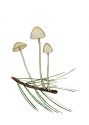 Mycena leptocephala (Pers.): Fr. Gillet attēls